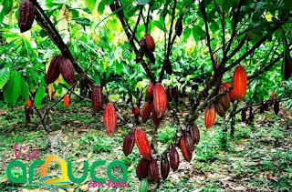 Production of high-value crops