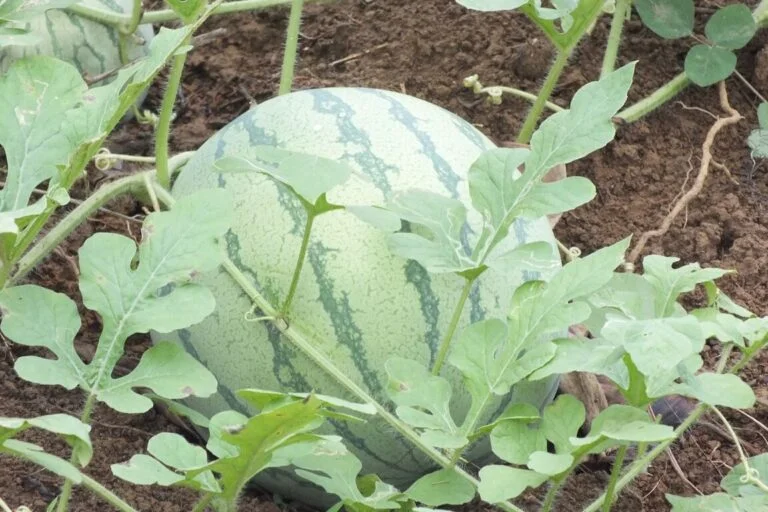 Food Crop